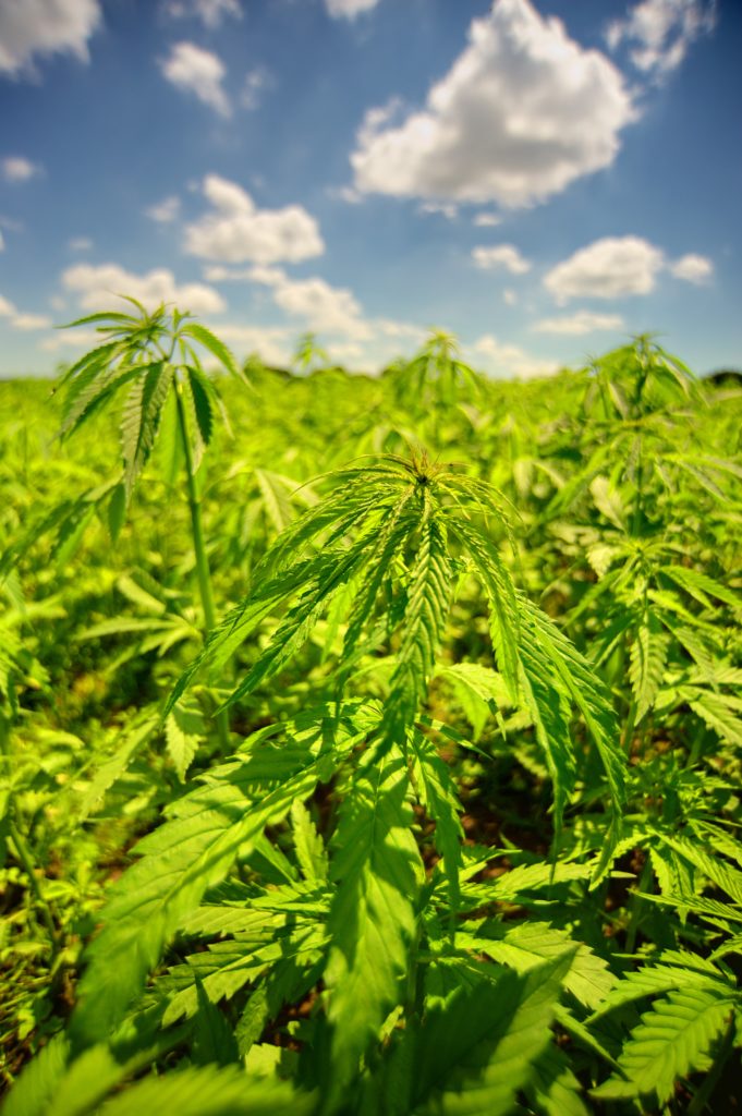 Hemp vs Cannabis - what's the difference? A field of hemp (or is it cannabis?)
