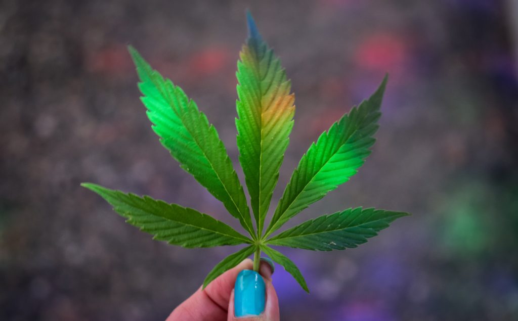 Cannabinoids and Covid - a weed leaf