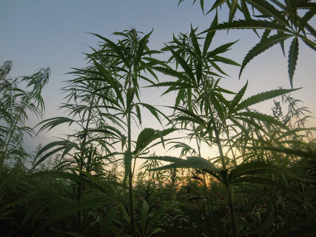 Thailand legalizes home grows (kinda) - a field of hemp