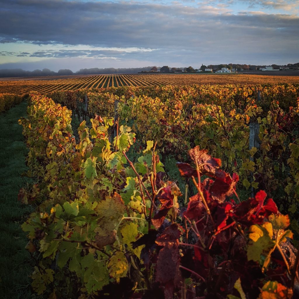 5 Best Walks to See Sonoma County’s Autumn Colors - a colorful vineyard view