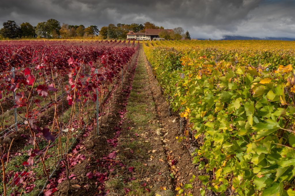 Sonoma County vineyards to visit in autumn