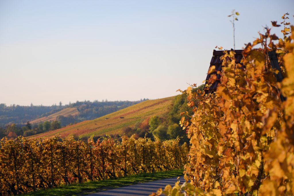 Sonoma County vineyards to visit in autumn