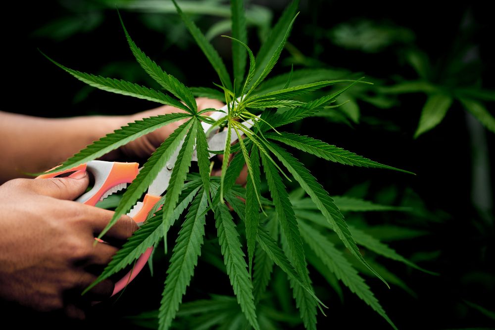 How To Choose Between Indica, Sativa, And Hybrid Based On Your Mood?