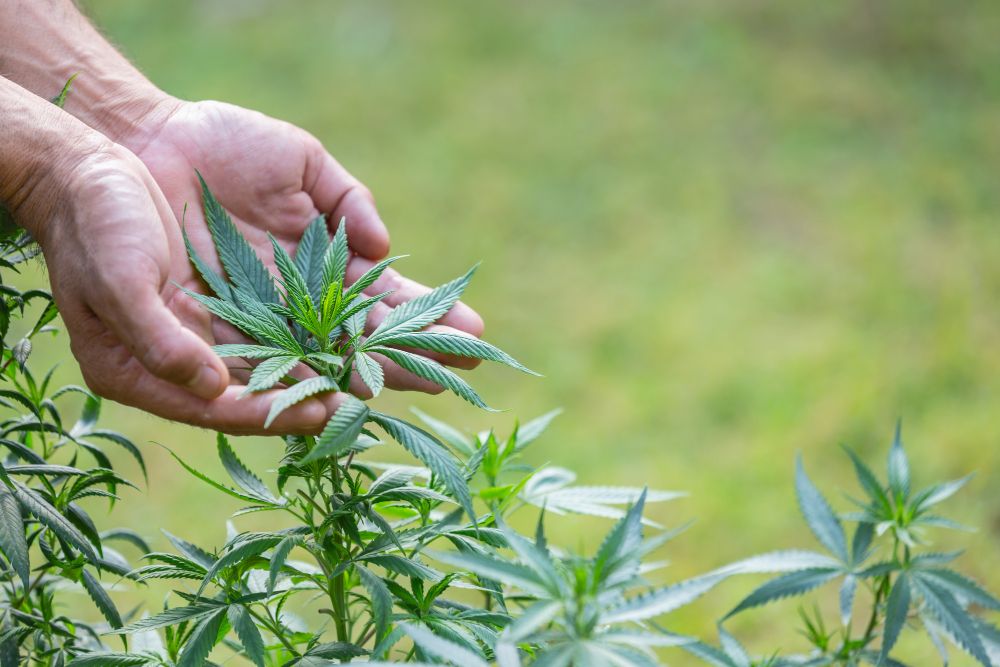 CBD vs CBN vs THC: What’s the Difference and Which One Should You Use?