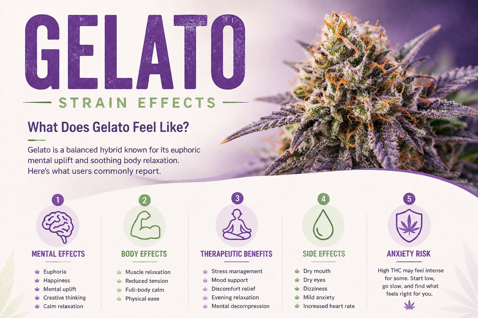 Gelato Strain Effects 