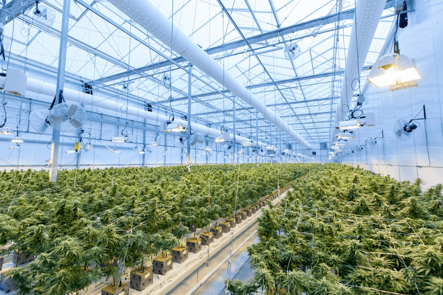 Pros of Greenhouse Weed
