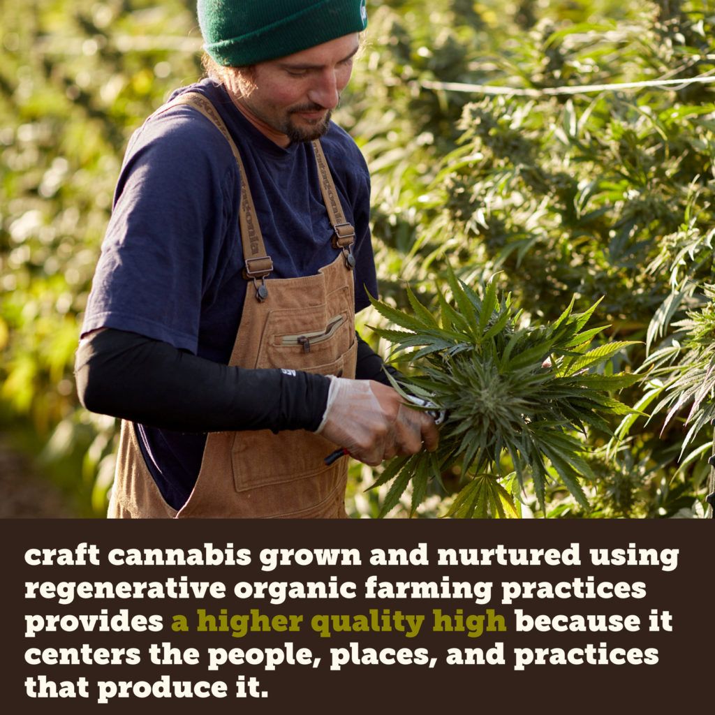 A farmer harvesting cannabis plants outdoors. He wears a cap and brown overalls, with text promoting 
