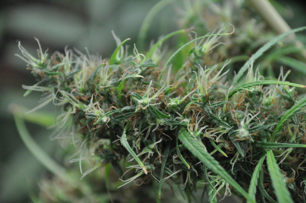Sinsemilla Weed: Explica los orígenes del cannabis moderno