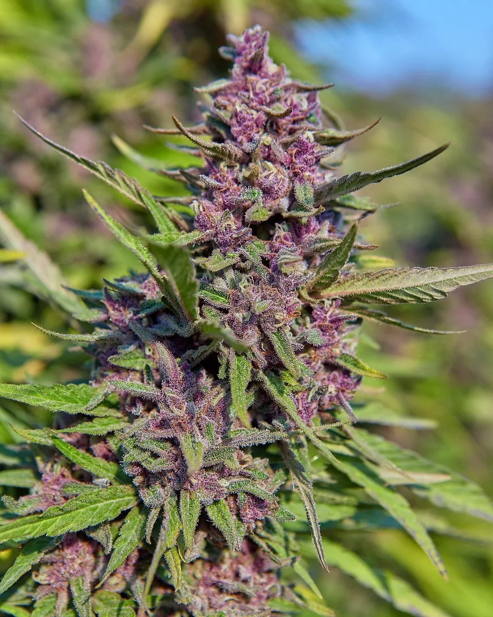 Pink Jesus Strain: Effects, Terpenes, Flavor, Potency & Complete Guide 