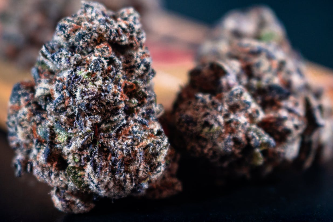 Close up of two purple frosty cannabis nugs.