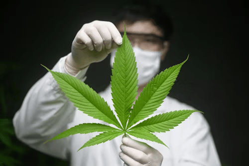Greenhouse vs Indoor Weed Potency