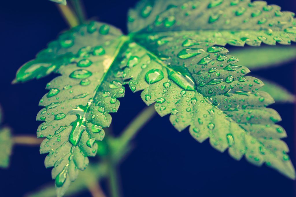 Close-up of a green, serrated leaf with water droplets, against a dark background.