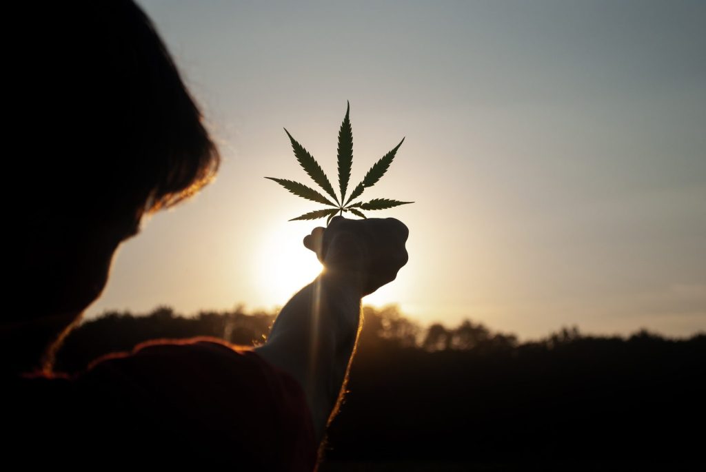 Young cannabis plants growing outdoors under a bright sky in Thailand