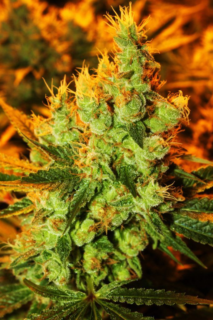 A close-up of a cannabis bud with green leaves and orange hairs, lit by warm yellow light.