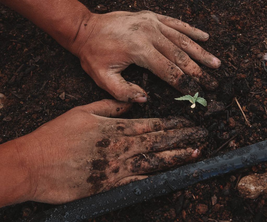 Hands covered in dirt planting a small seedling in soil. Black irrigation tubing is visible.